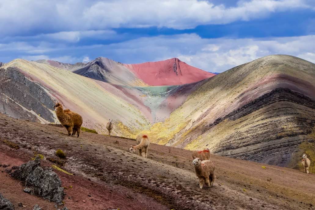 Camelids on the rainbow mountain of Palcoyo