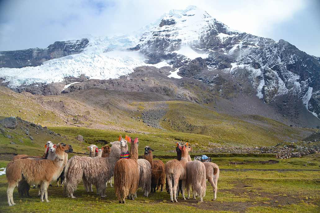 Camelids near Nevado Ausangate