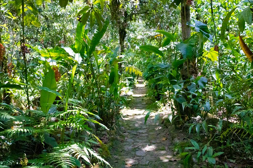 Camino dentro del Jardín Botánico